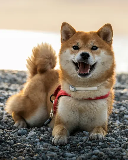 En glad Shiba Inu med rødbrun pels og en rød sele ligger på en grå stenstrand og smiler til kameraet.