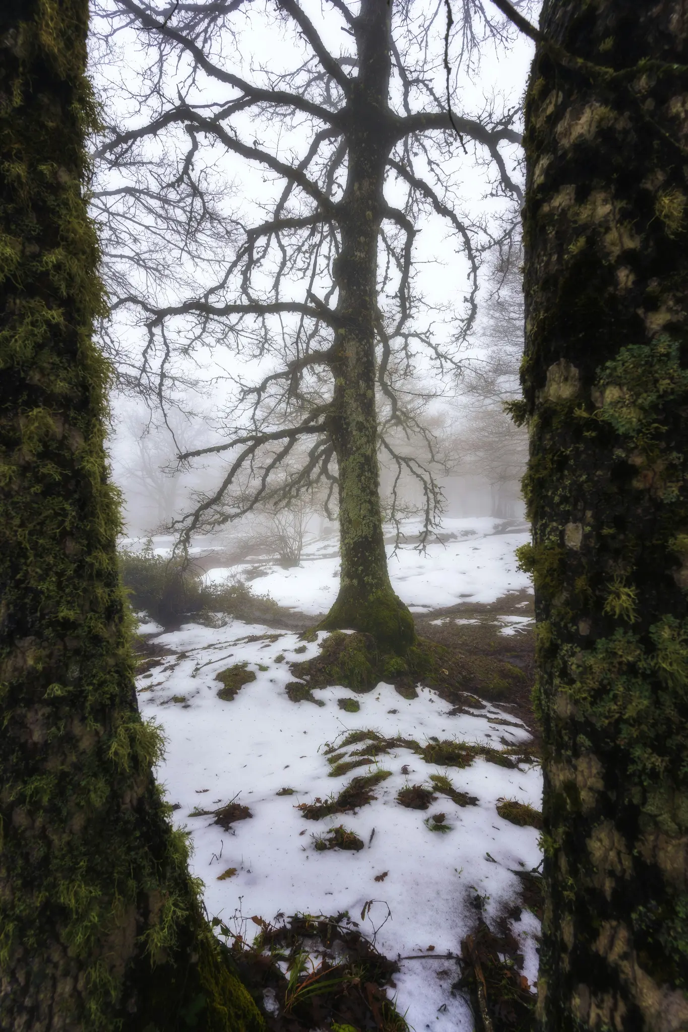 En vertikal bild av en dimmig vinterskog. Två mossiga trädstammar ramar in vyn av en snötäckt mark och ett bart…