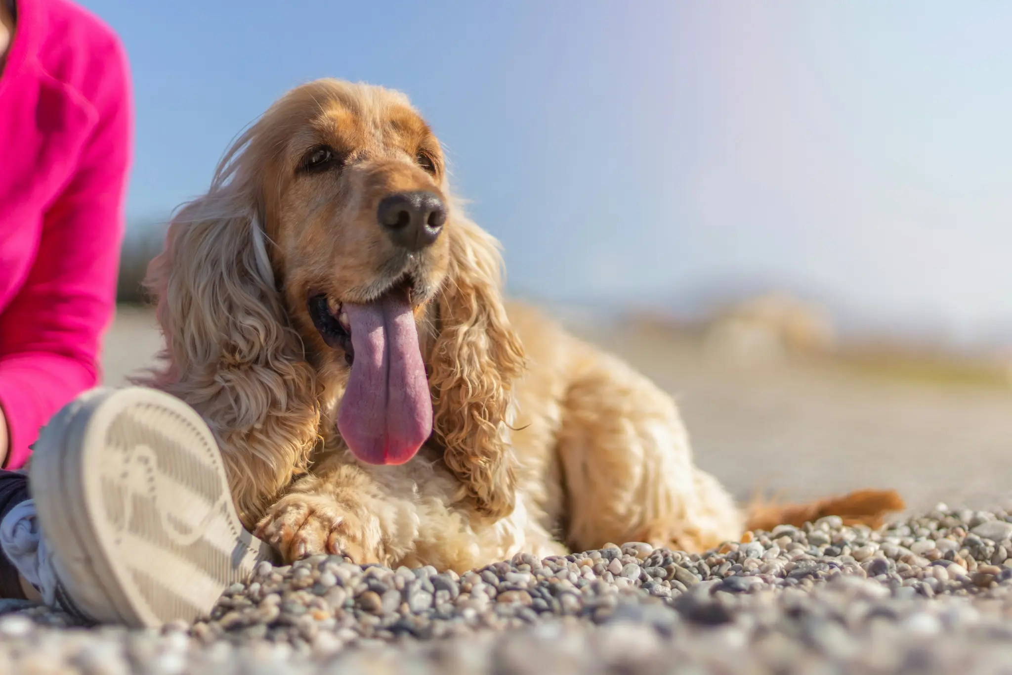 Een gouden cocker spaniel ligt op een kiezelstrand met zijn lange roze tong naar buiten hangend. Een roze geklede arm en