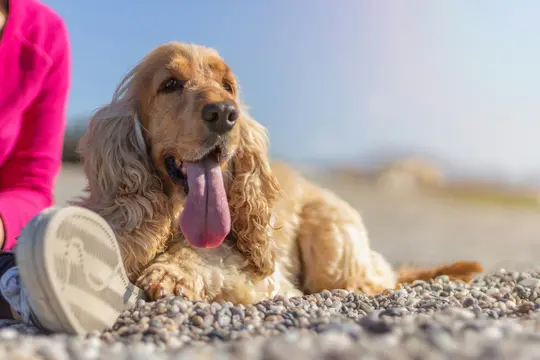 En gylden cocker spaniel ligger på en stenstrand med sin lange, lyserøde tunge hængende ude. En persons lyserøde arm og sko