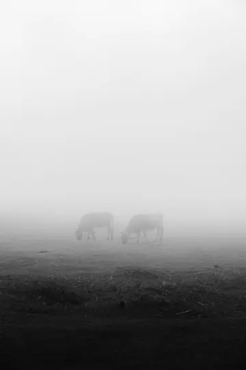 To køer, set i silhuet, græsser på en mark indhyllet i tyk tåge, hvilket skaber en minimalistisk sort-hvid scene.
