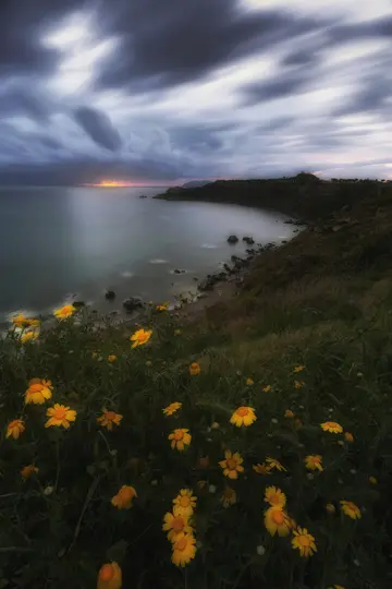 Et langtidseksponeringsfoto af et kystlandskab ved solnedgang. Gule blomster fylder forgrunden og fører til en rolig bugt