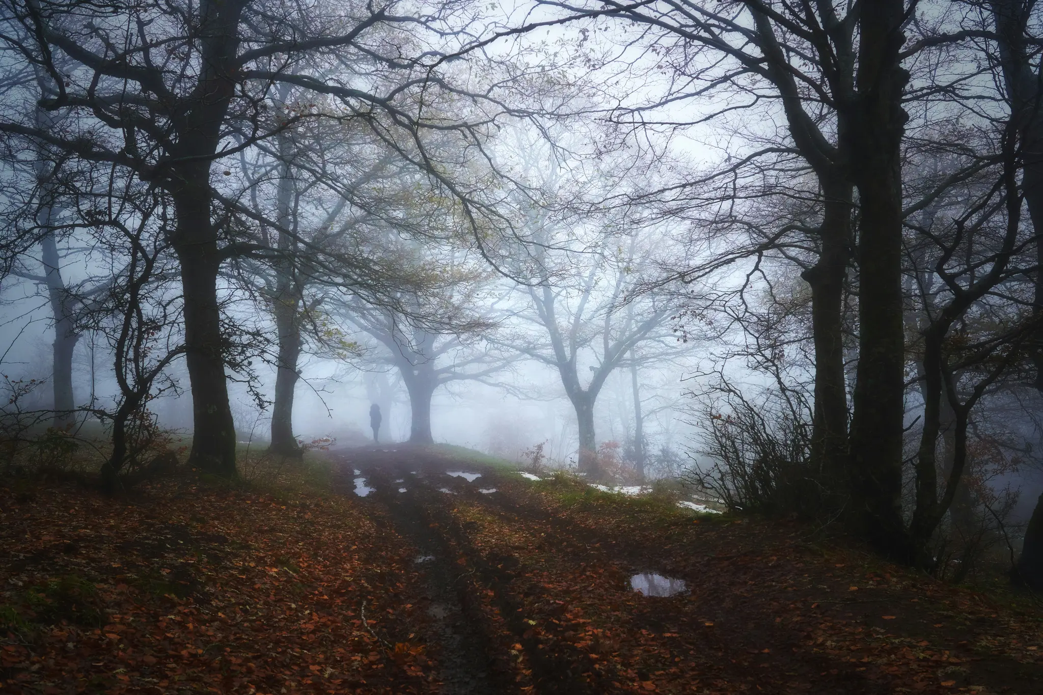 Una persona si trova su un sentiero fangoso e coperto di foglie in una foresta nebbiosa. Alberi spogli con rami scuri