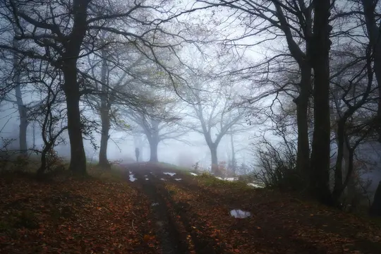 En person står på en mudret, bladfyldt sti i en tåget skov. Bare træer med mørke grene rammer scenen ind.