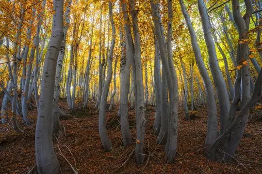 Et bredt skud af en skov om efteråret, med talrige høje, slanke træer med glat, lysegrå bark og levende gule blade