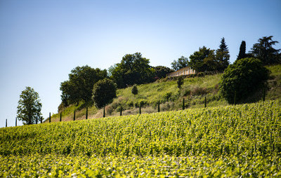 Винодельческое хозяйство Шато Квинтус (Château Quintus) расширяет свои владения благодаря приобретению Шато Гран-Понте (Château Grand-Pontet)