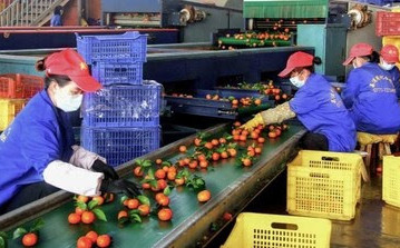 Липу способствует повышению качества и модернизации производства сахарных апельсинов