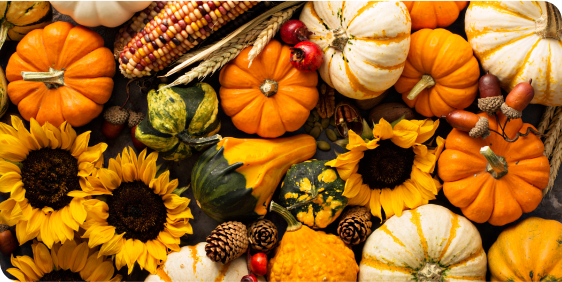 A collection of colourful pumpkins in various shapes and sizes