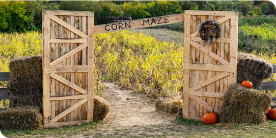 Wooden gates open to reveal a corn maze.