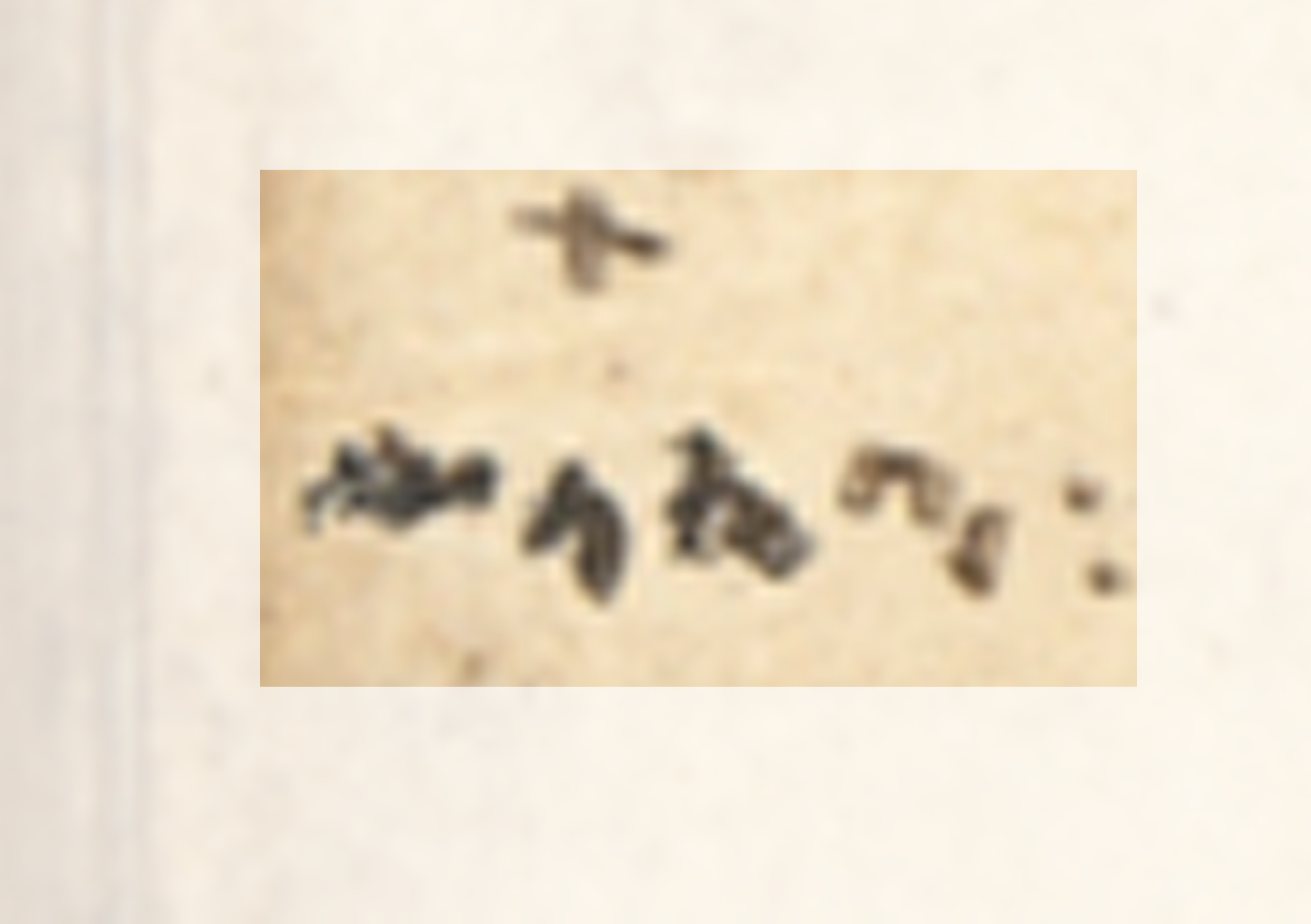 Group Of Small Birds On A White Surface