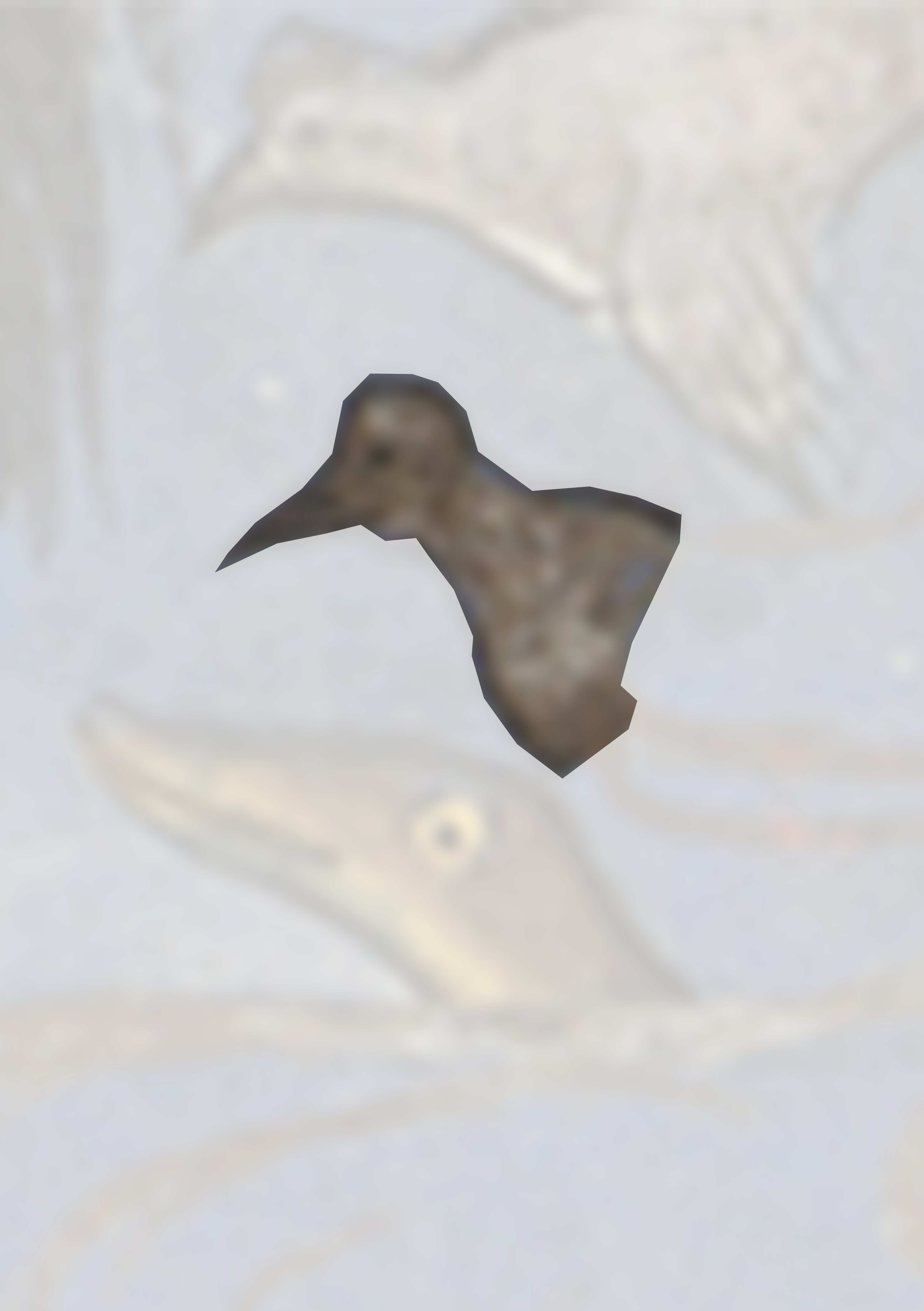 Bird Flying Through The Air With Its Wings Spread