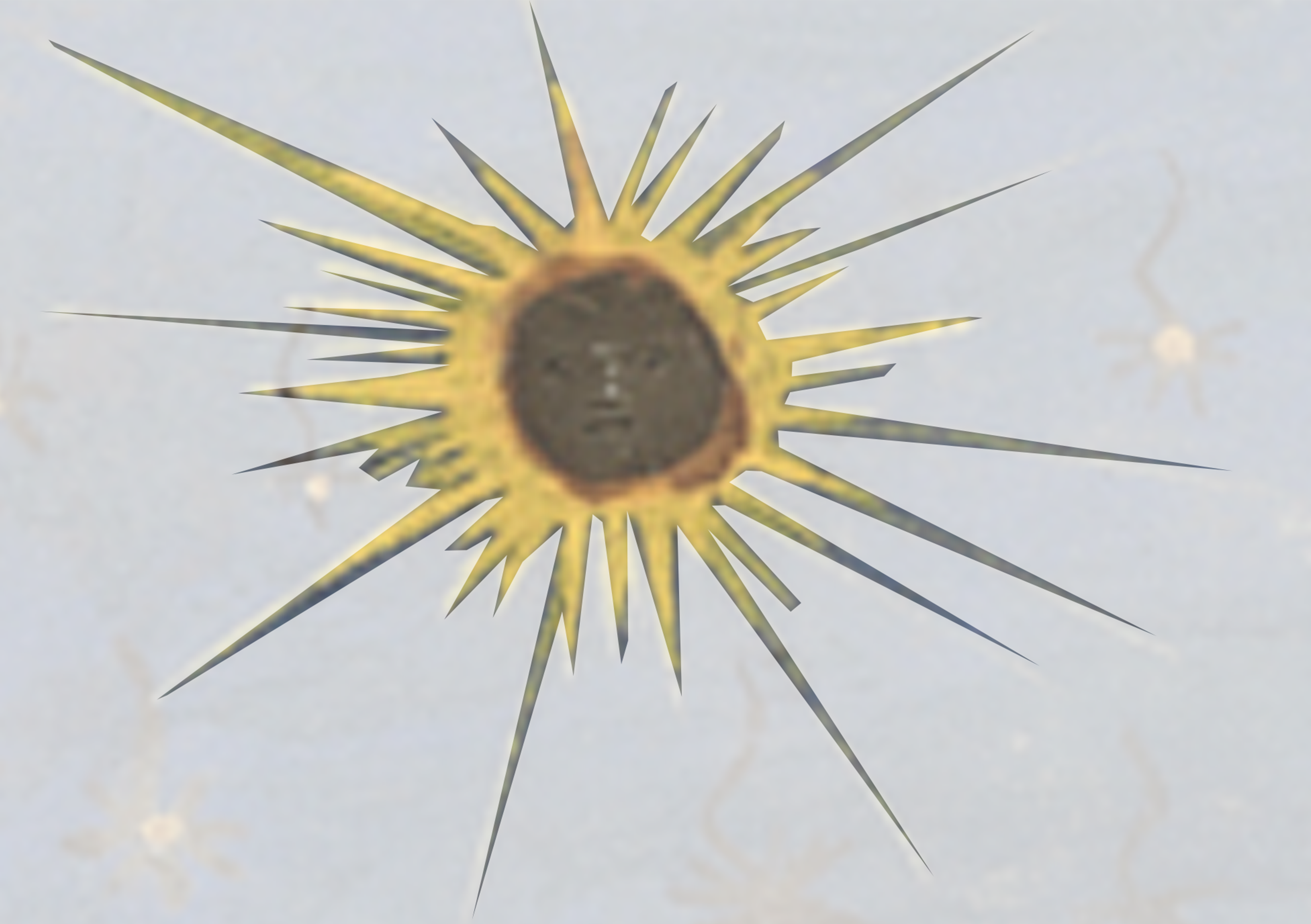 Yellow Sunflower With A Black Center