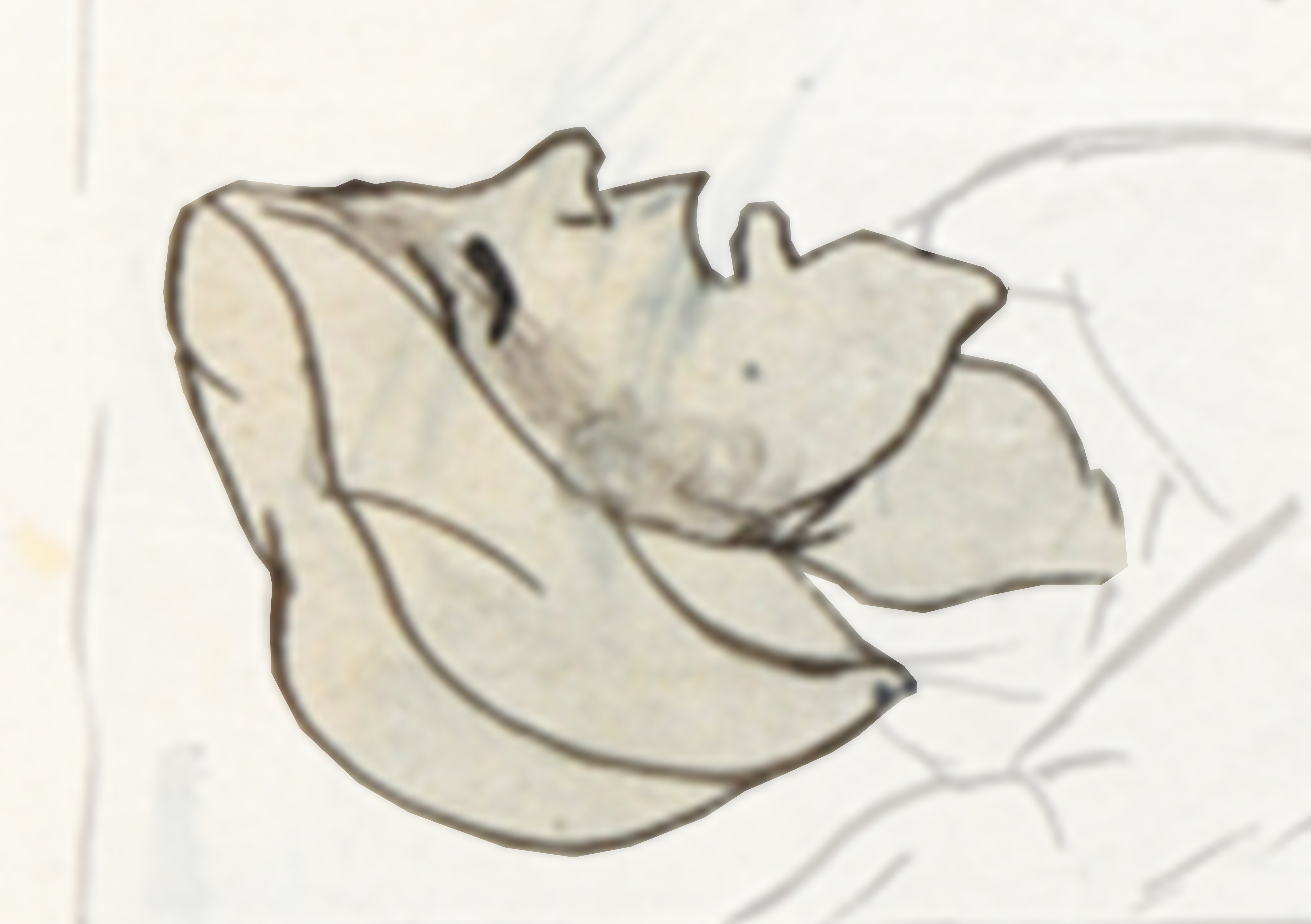 Piece Of Paper With A Drawing Of A Flower