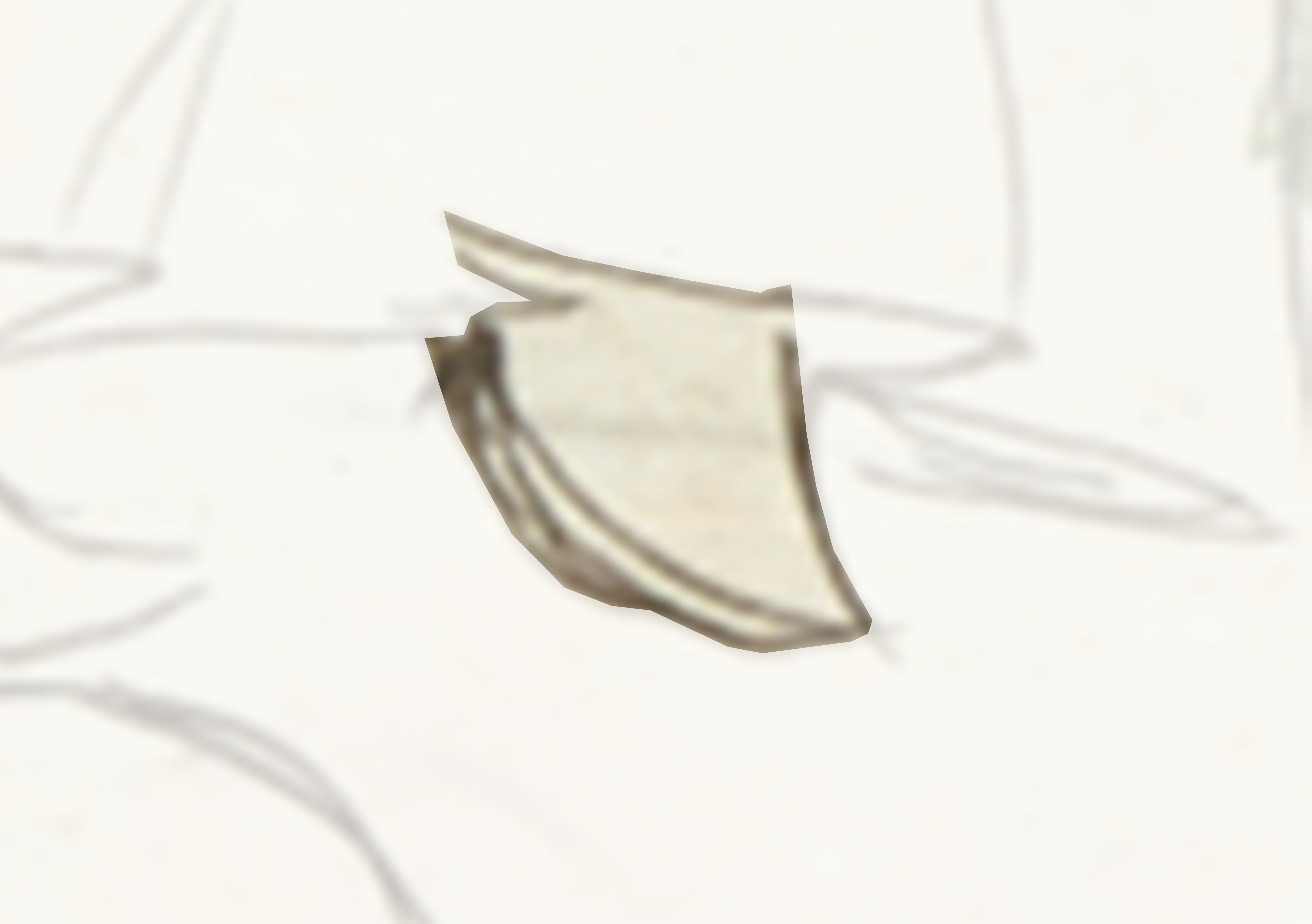 Drawing Of A Leaf With A White Background