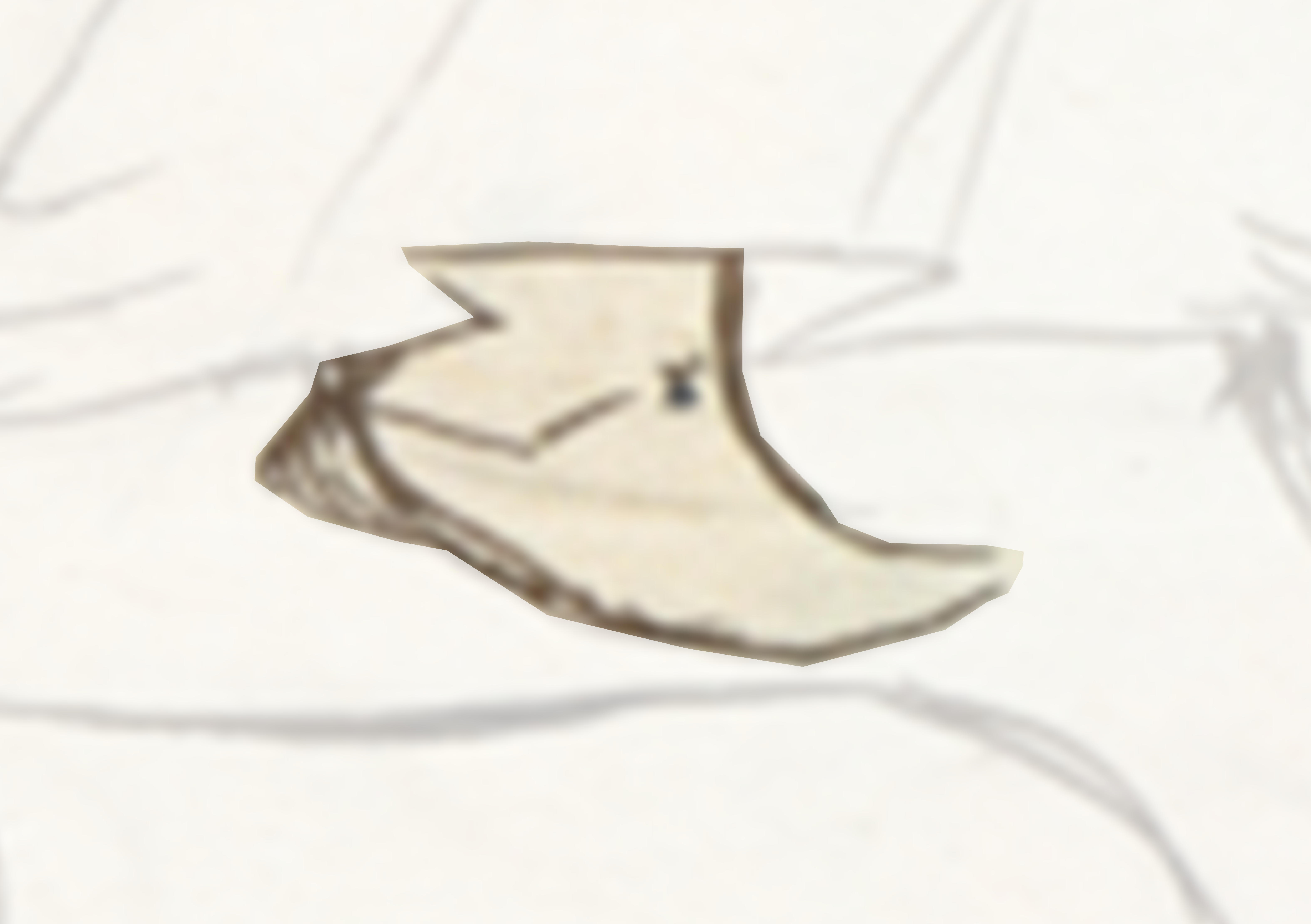 Bird Flying Through The Air With Its Wings Spread