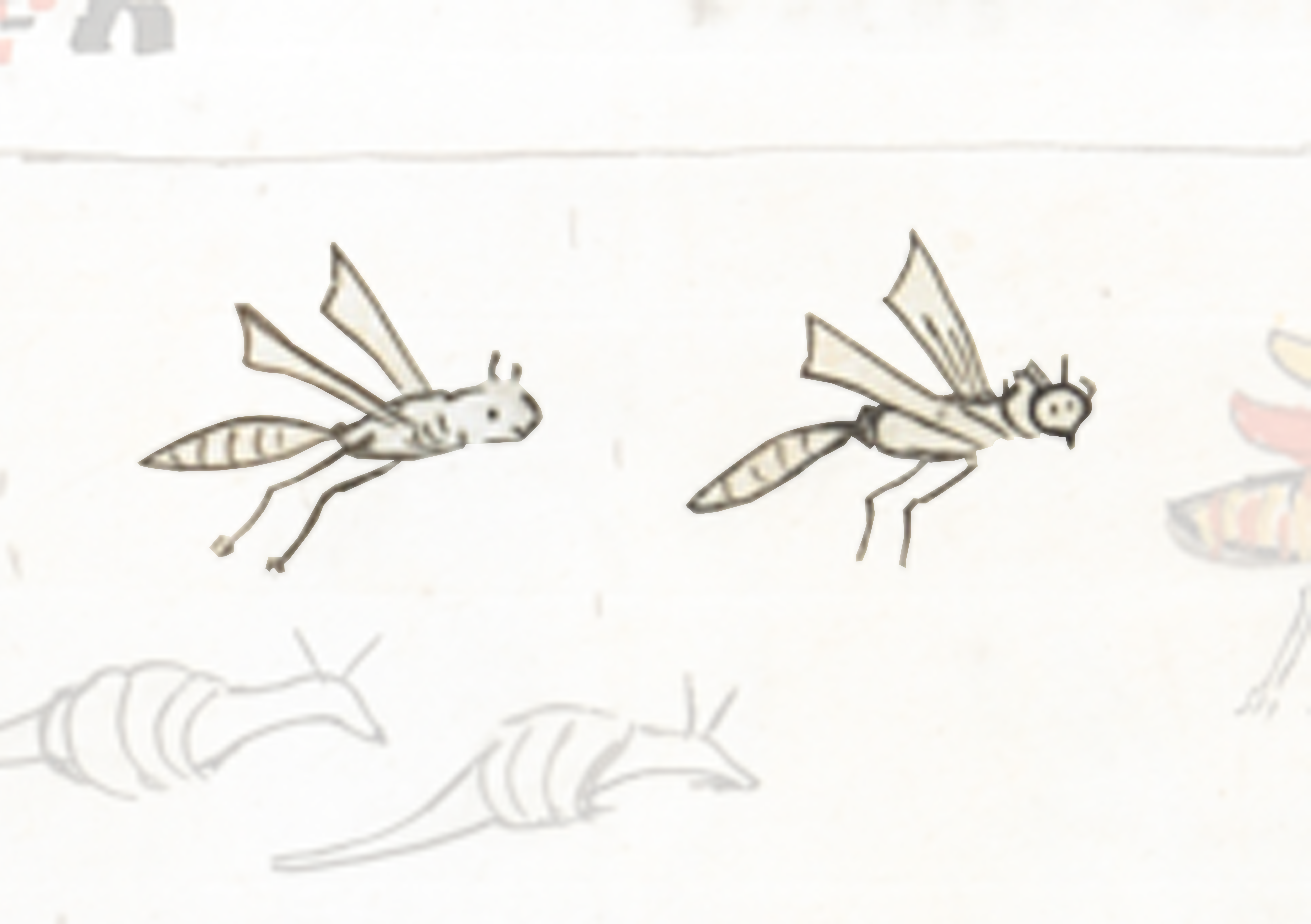 Drawing Of A Fly With A Small Insect On It