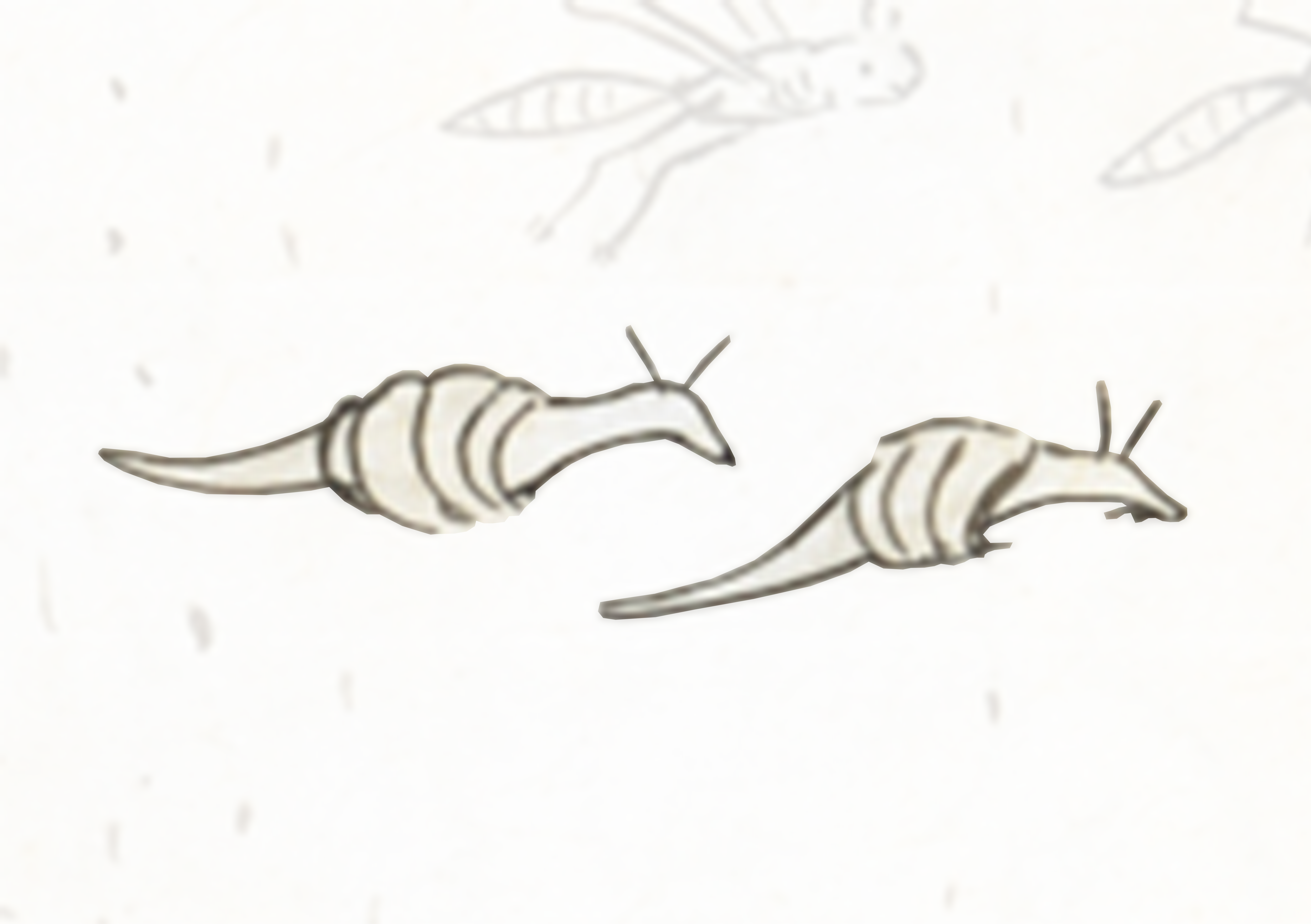 Pair Of Snails On A White Surface