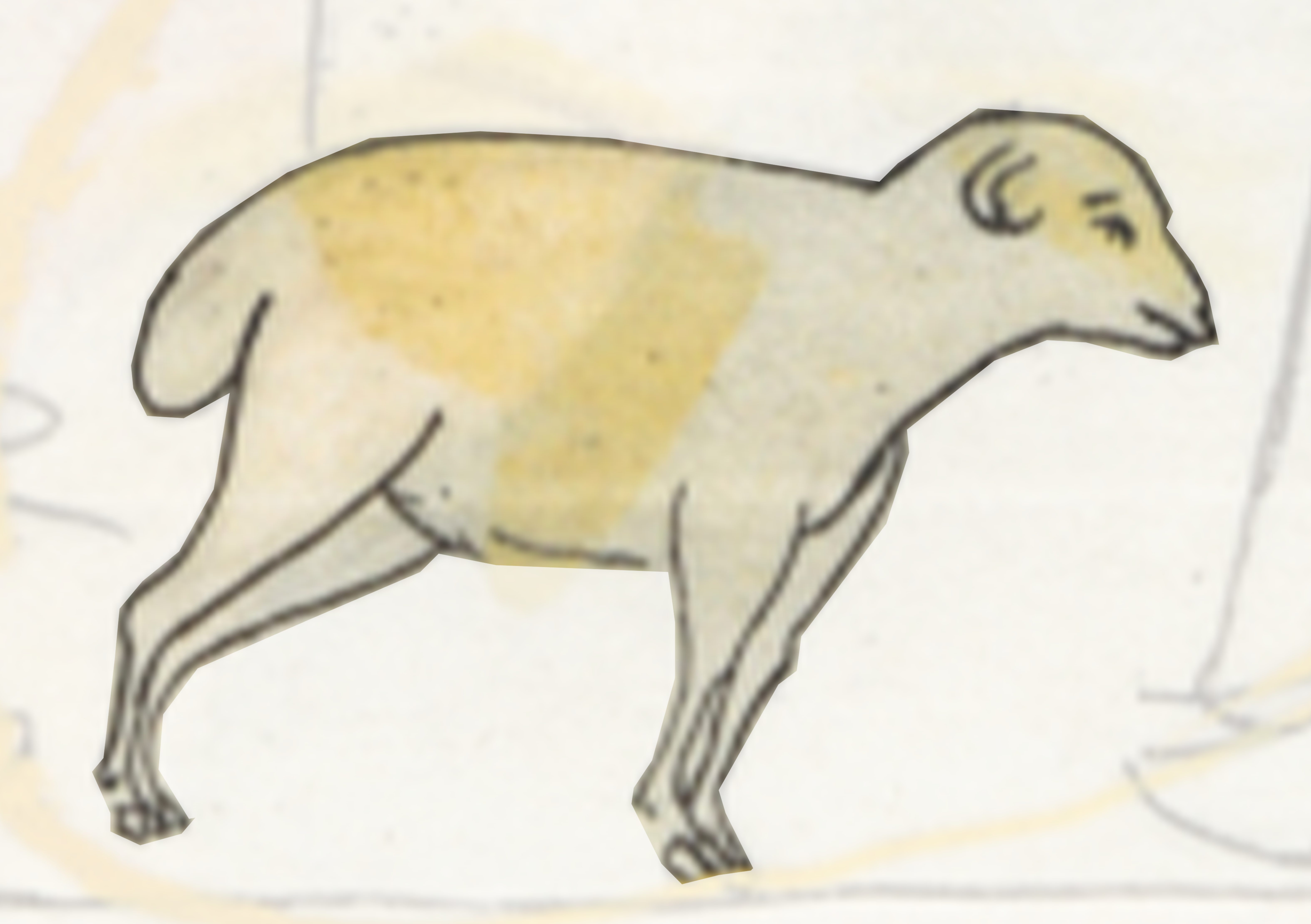 Drawing Of A Sheep
