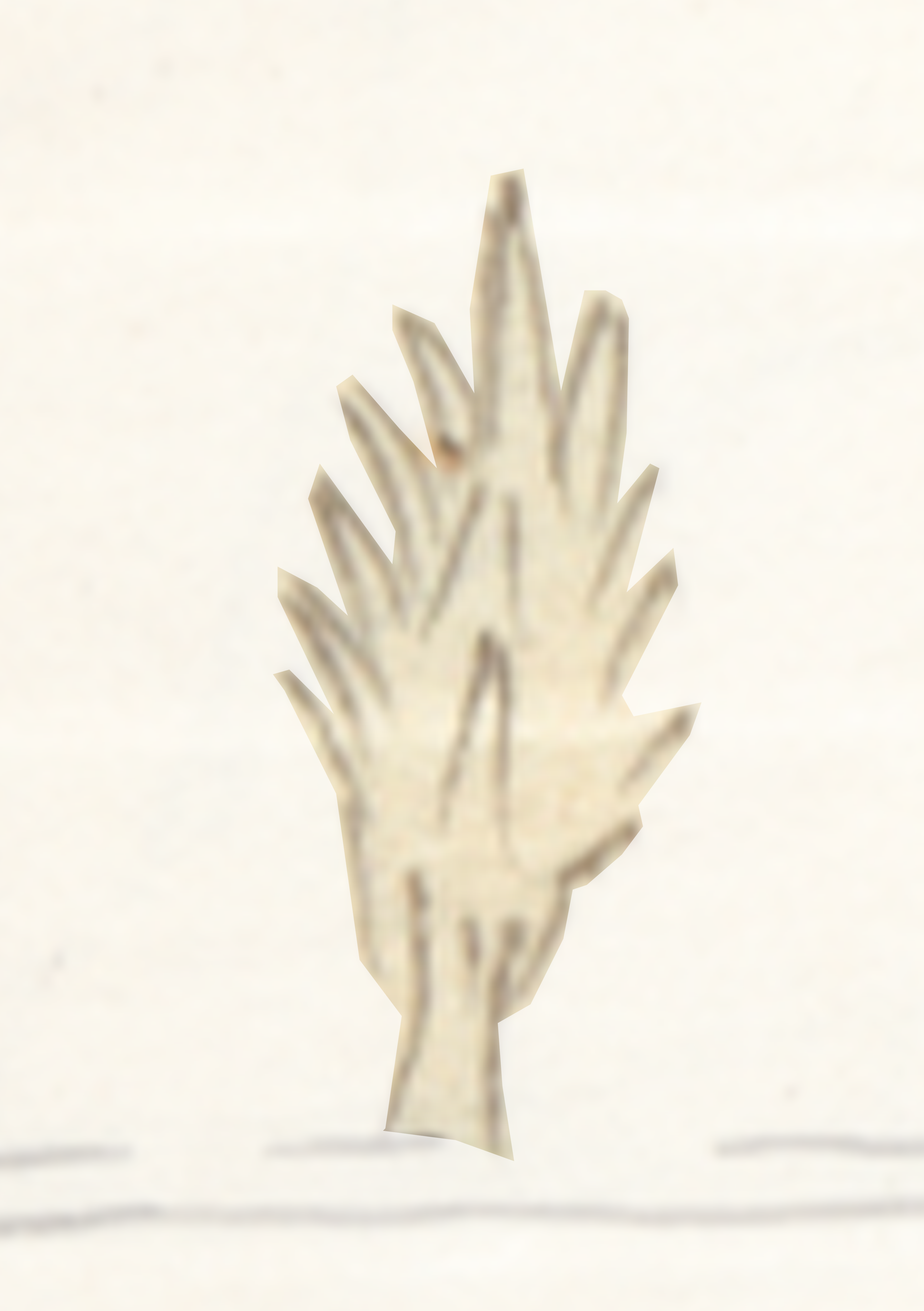 White Leaf With A Shadow On It