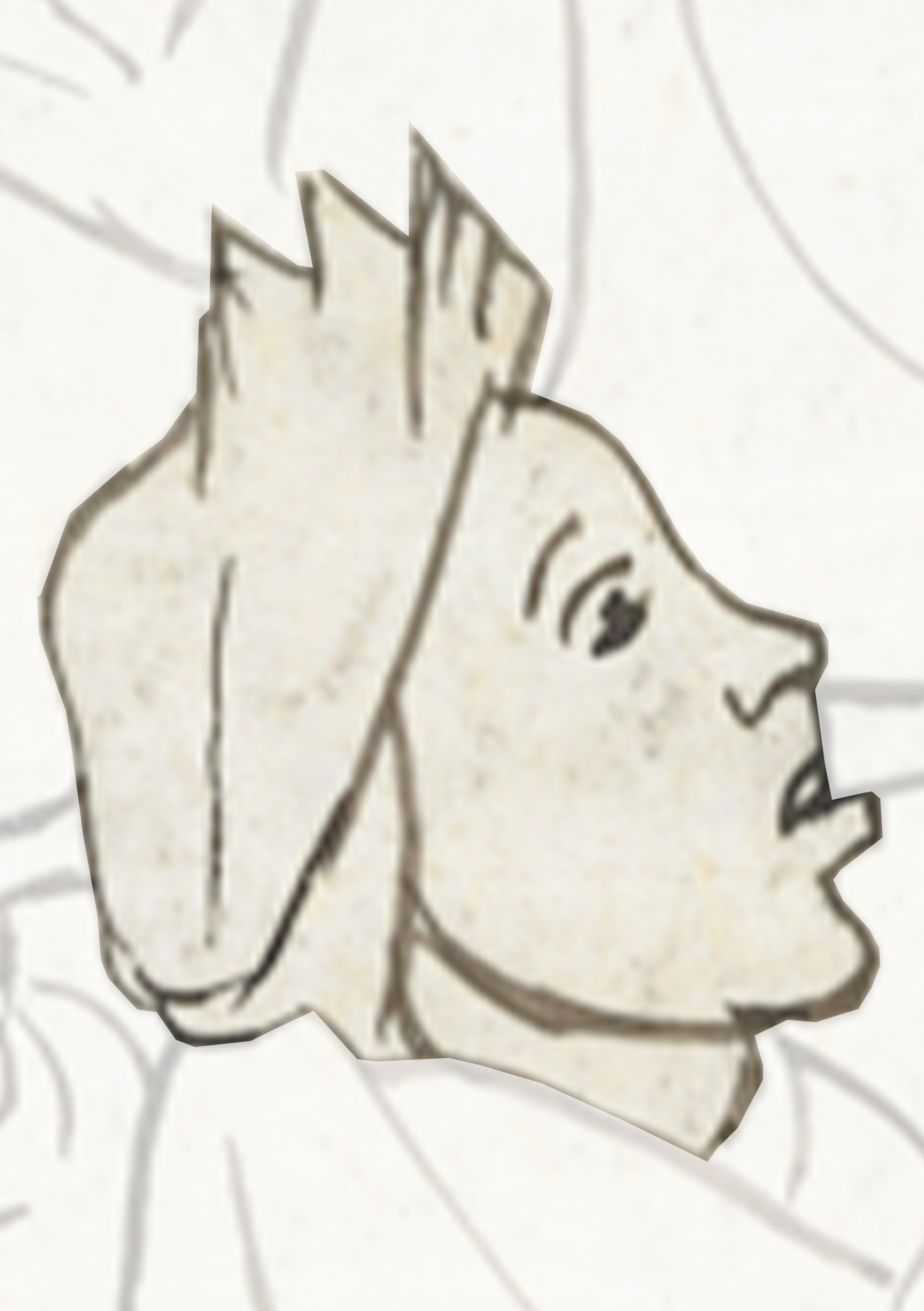 Dog S Head With A White Background