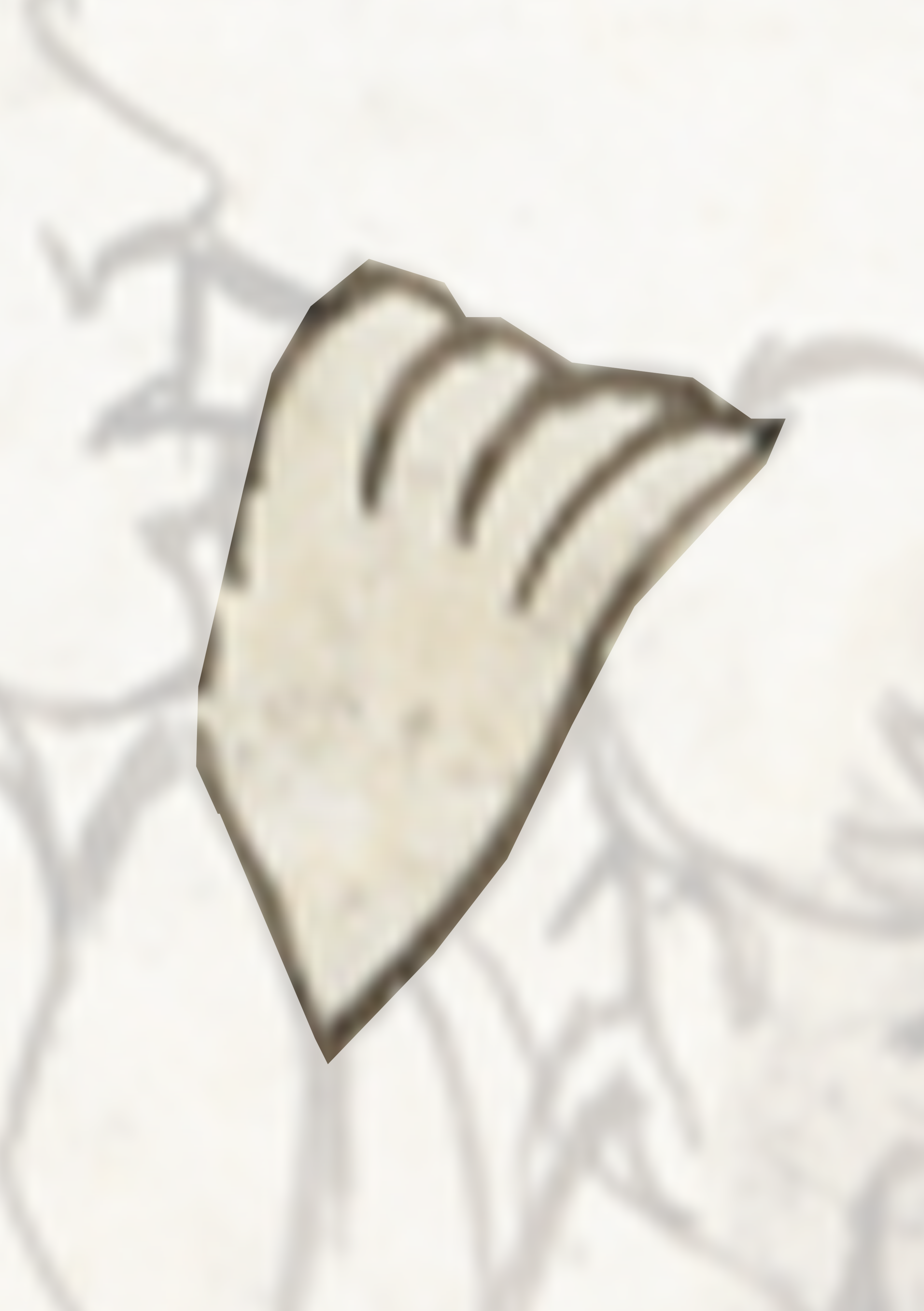 White And Brown Leaf With A Shadow On It