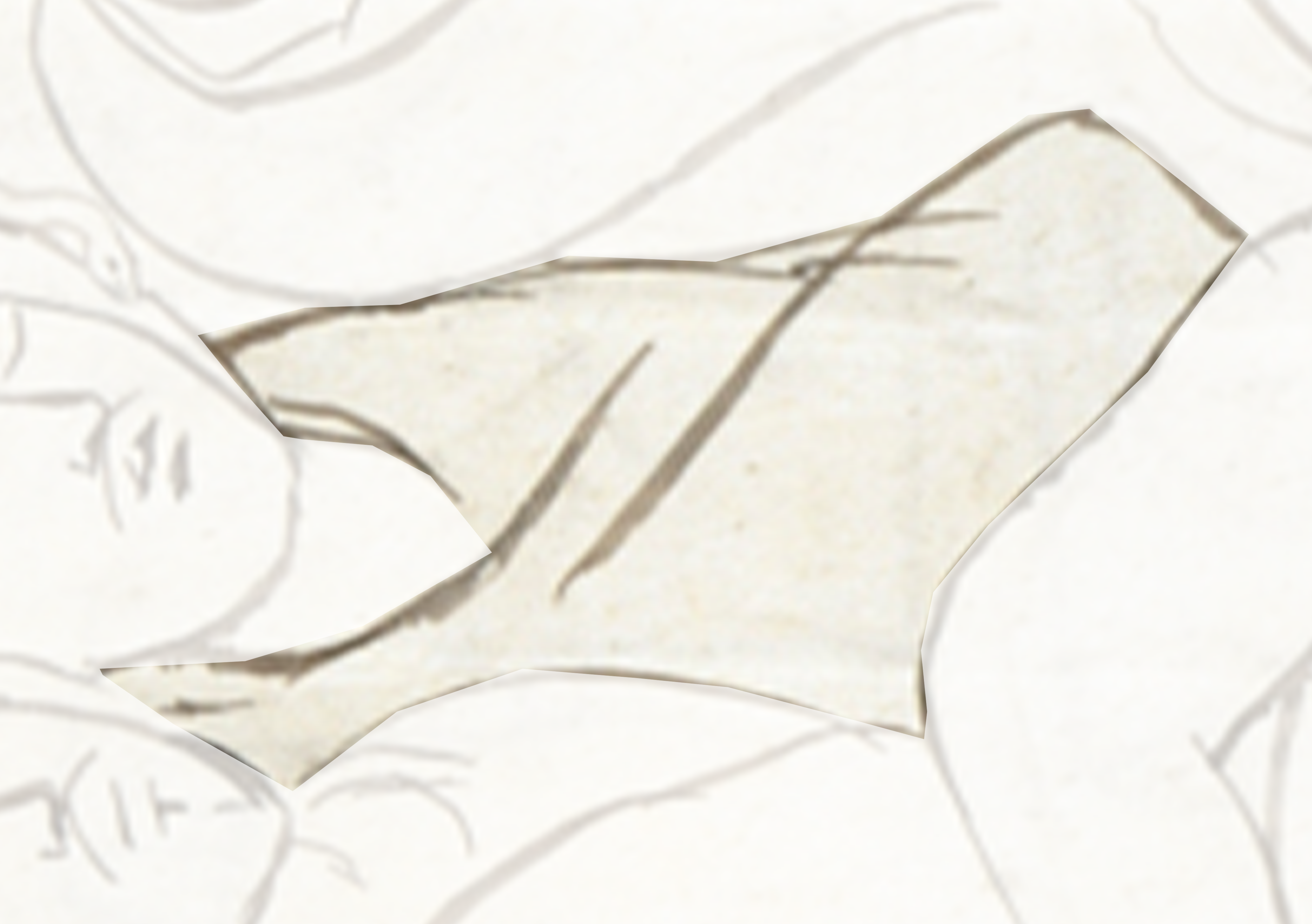 White And Black Batfish Swimming In The Ocean