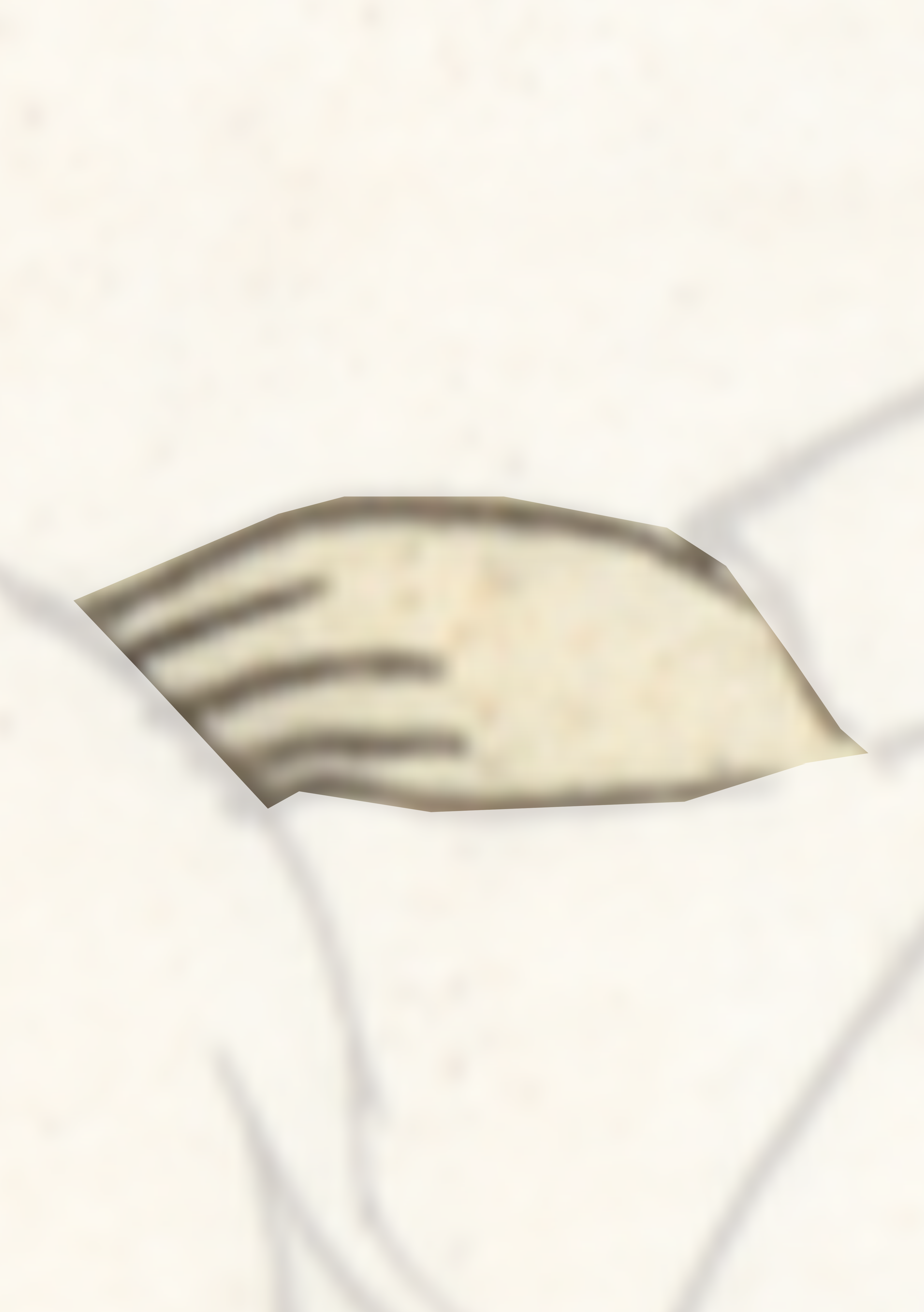 Drawing Of A Leaf With A White Background
