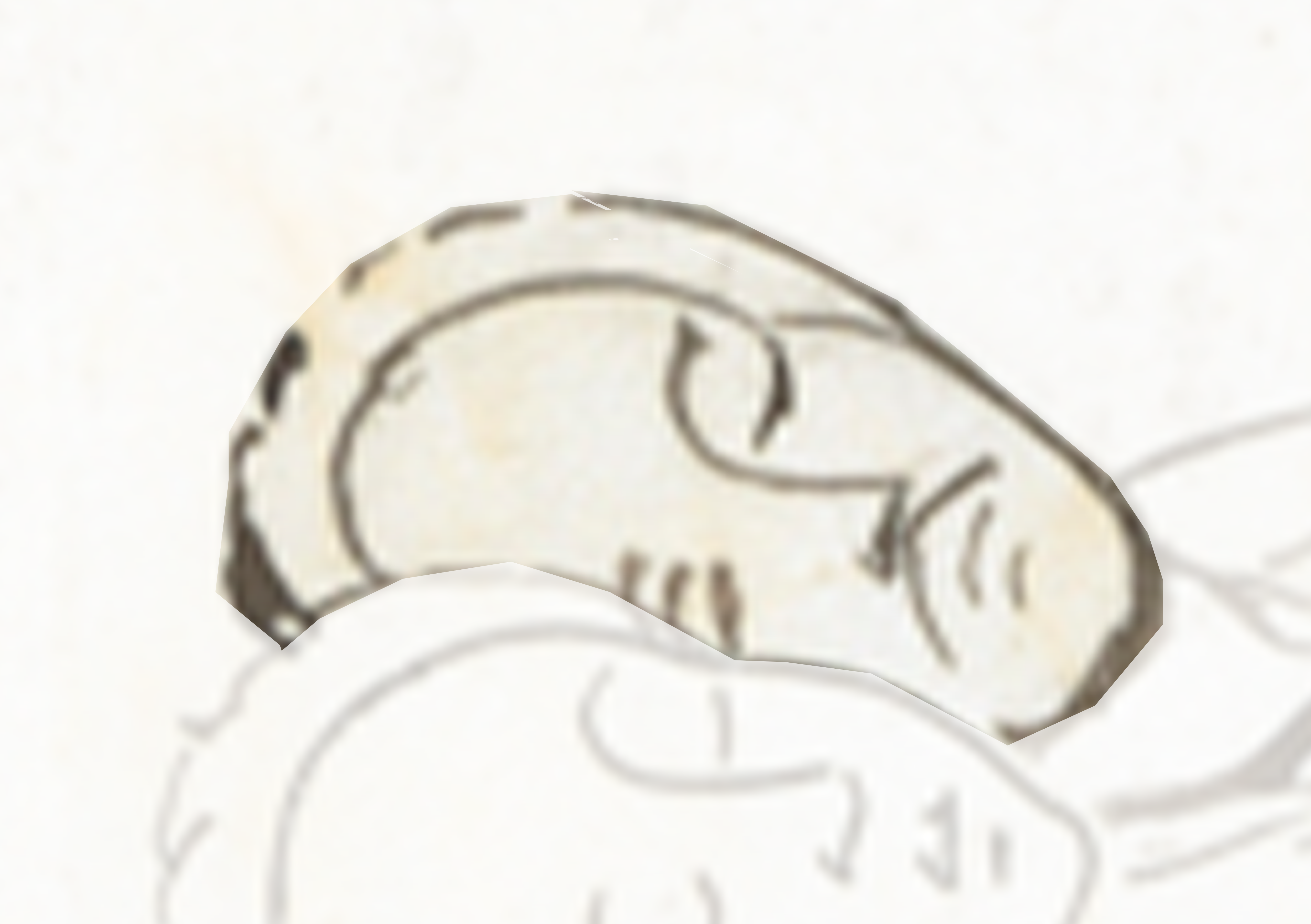 Drawing Of A Cat With A White Background