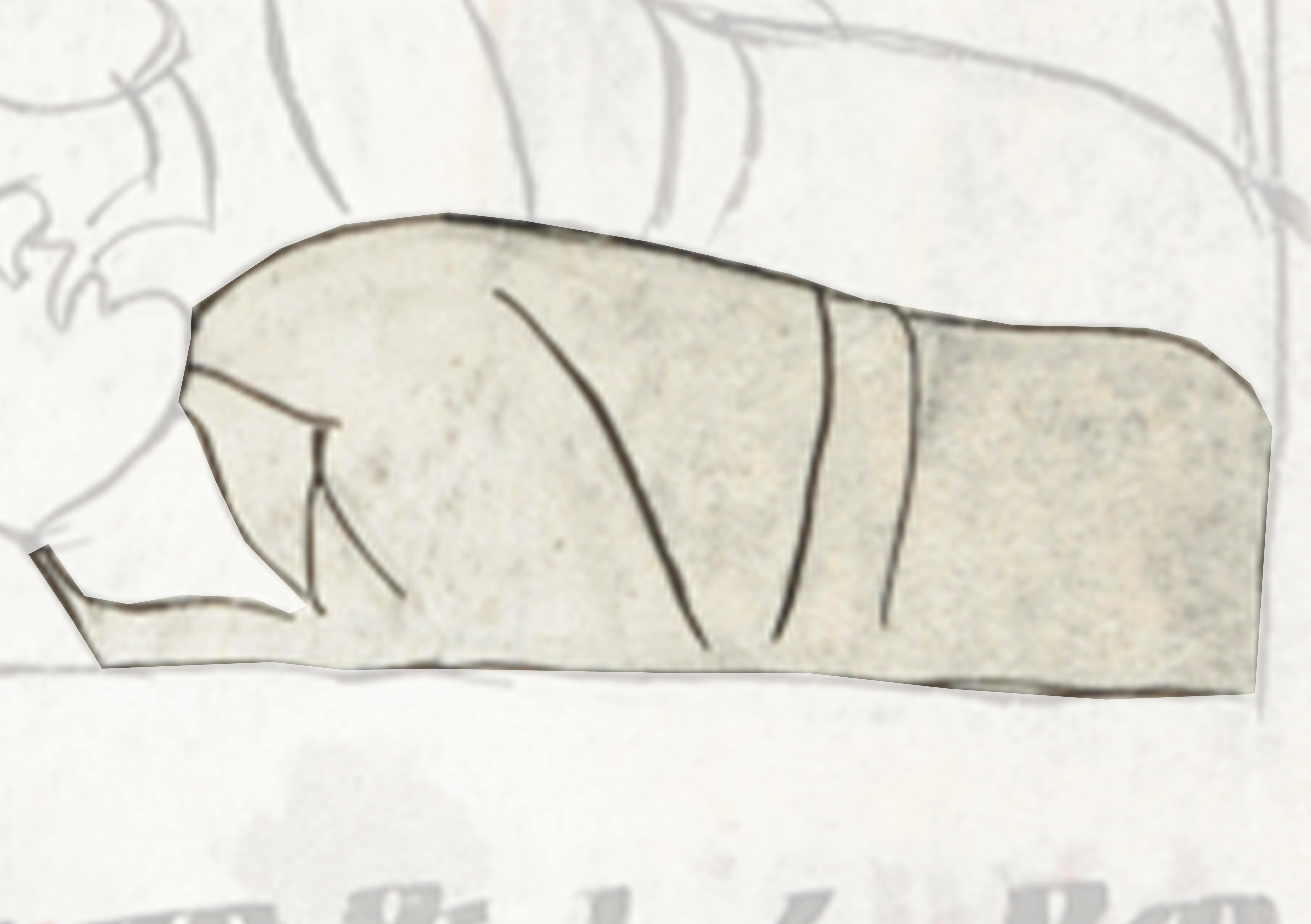 Drawing Of A Bear
