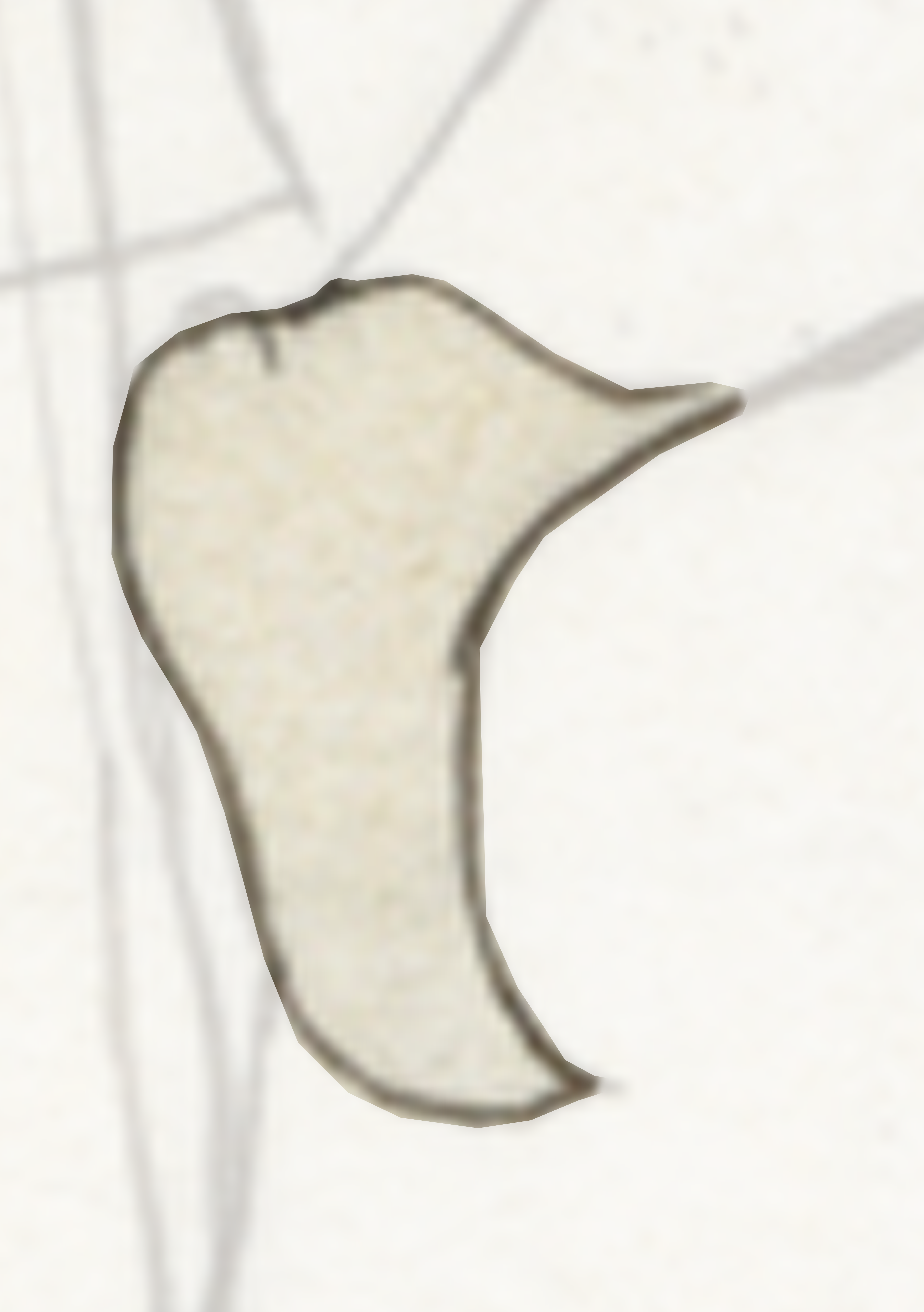 White Bird With A Black Beak And A Black Beak