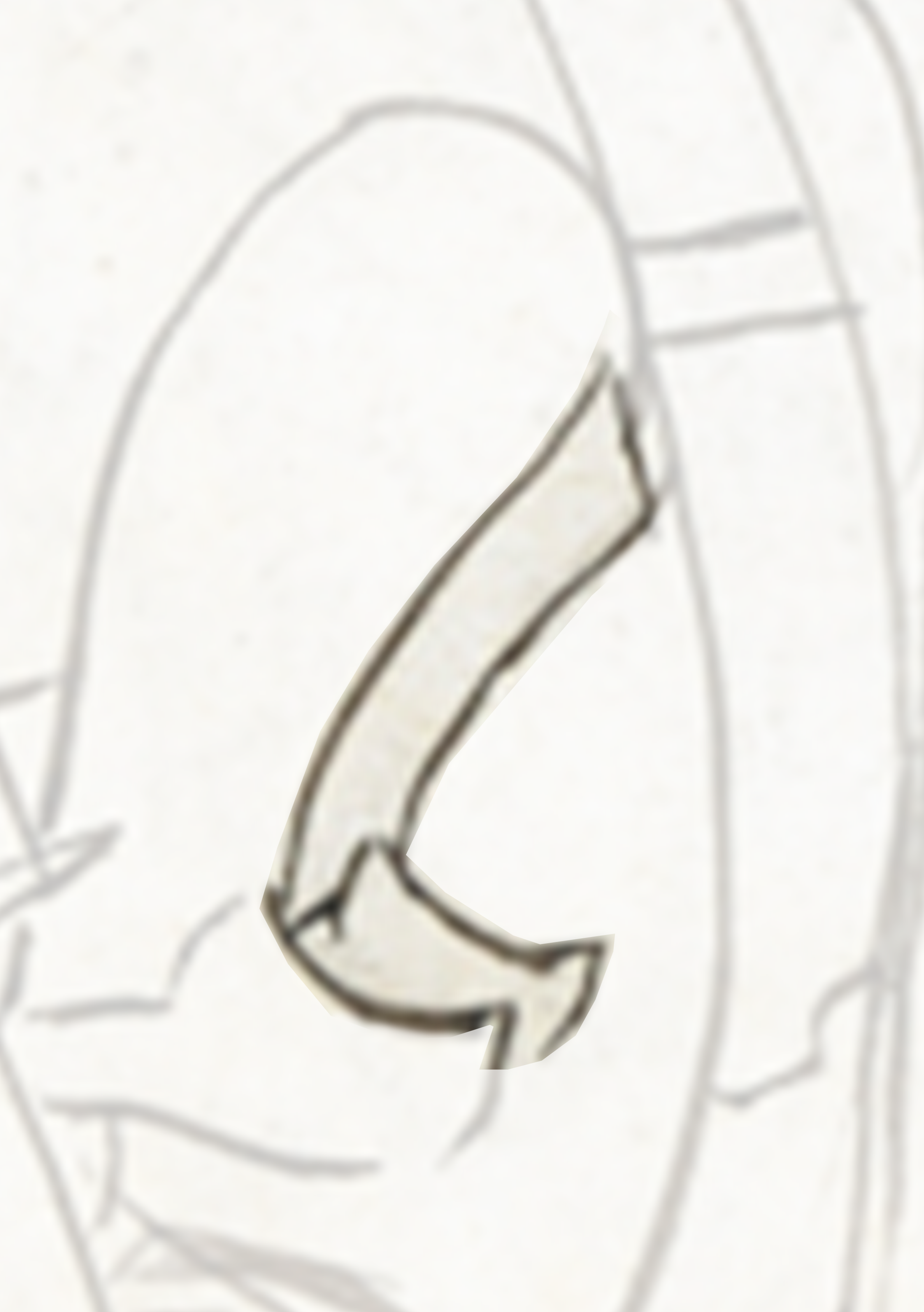 Drawing Of A Bird With A Long Beak
