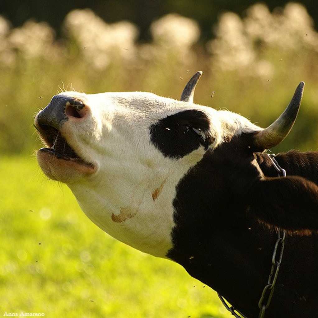 Сонник видеть корову