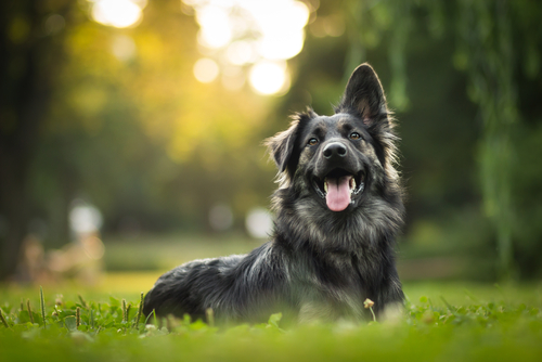 עיקור כלבה – כל מה שצריך לדעת