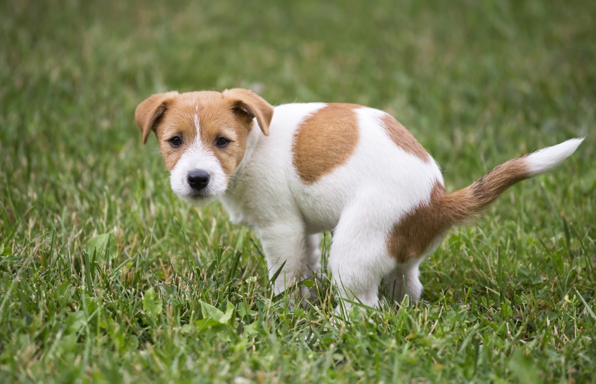 עיריית רעננה תקים מאגר DNA של כלבים במטרה להילחם בתופעת גללי הכלבים ברחובות