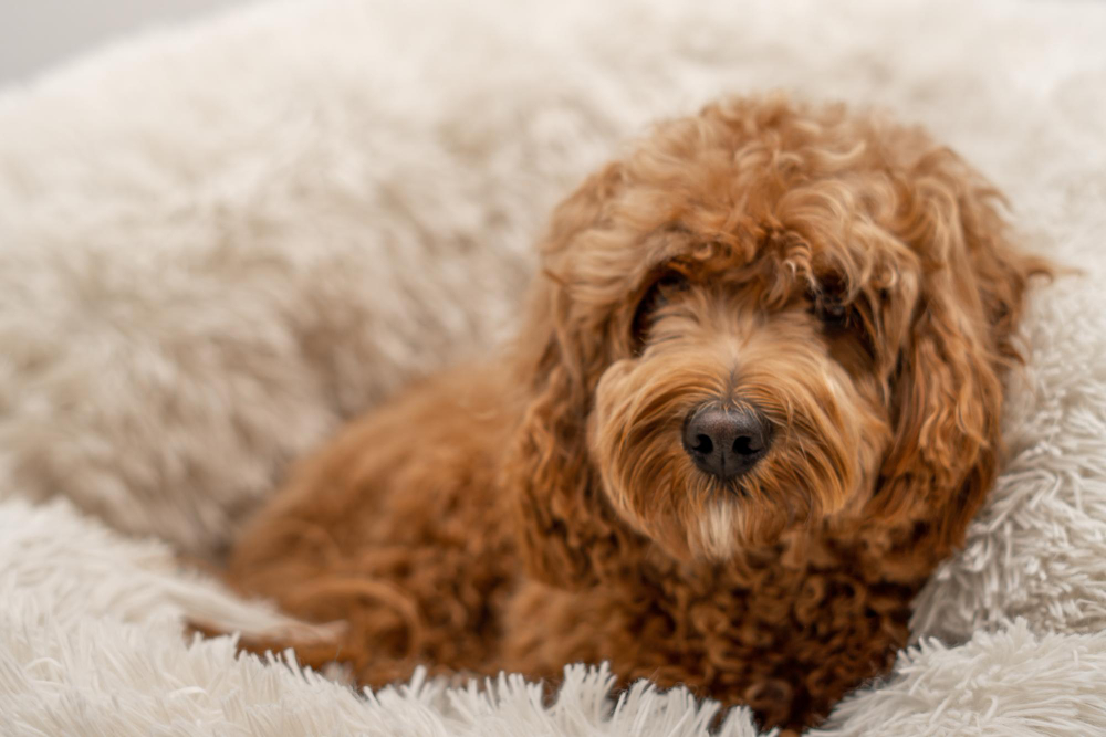4 טיפים חשובים לבחירת מיטה או מלונה לכלב