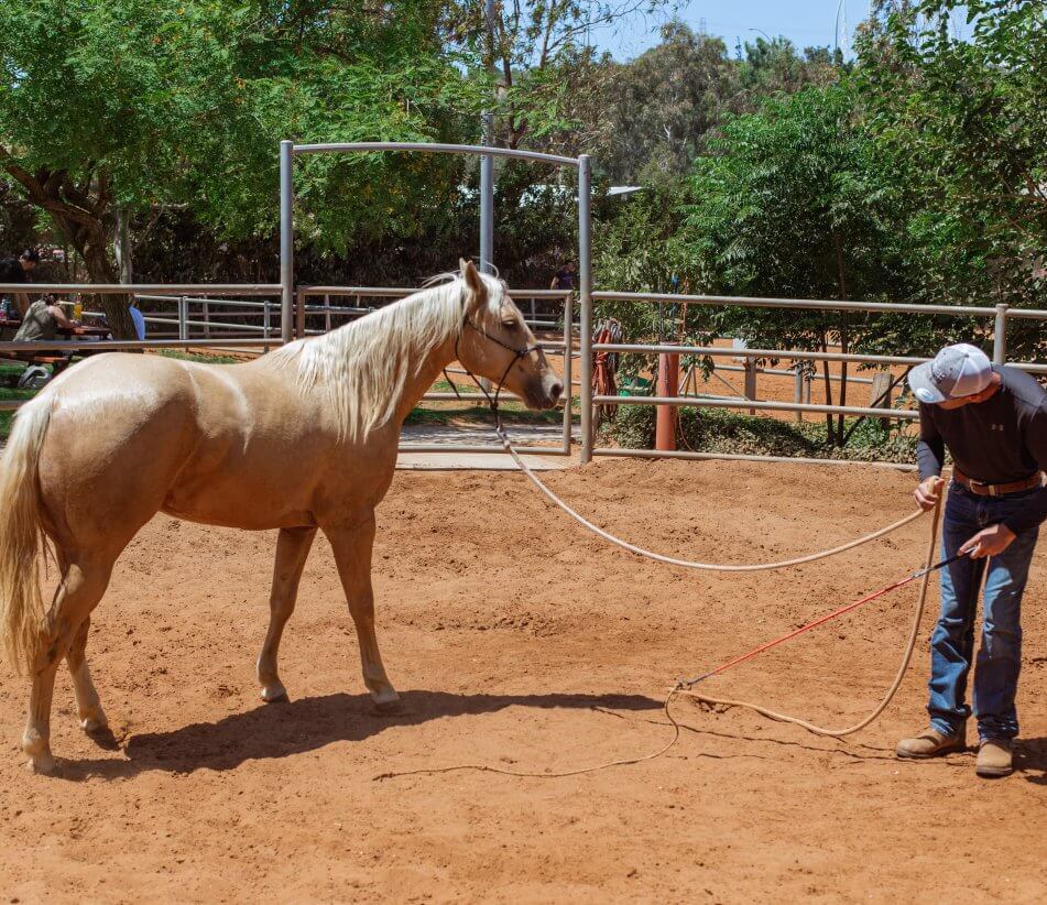 רכיבה על סוסים: טיפול תוך כדי תנועה