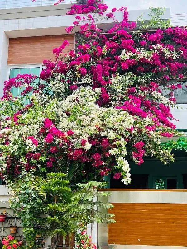 Exceptional 9.5 Marla Boulevard House Available in Bahria Enclave Islamabad