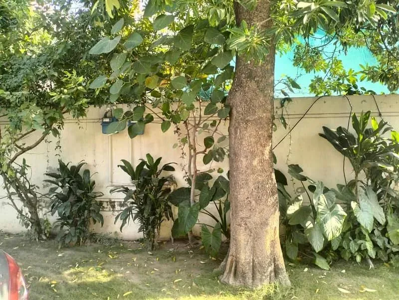 One Kanal Used Bungalow for Sale in DHA Lahore Near Park and Market