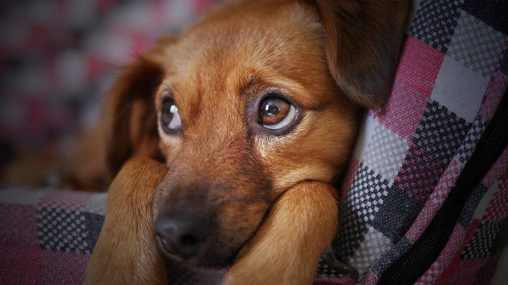 הנחיות לבעלי כלבים להתמודדות עם רעשי זיקוקים ביום העצמאות 