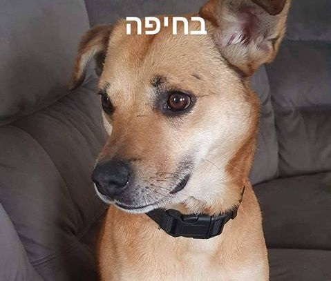 מקרה נוסף שמסתיים בטוב: שוב הצליח צוות "מיזם 100" לאתר ולהציל כלב שנעלם והפעם מאזור חיפה