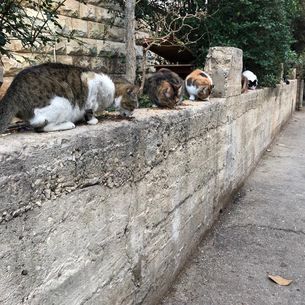 עיריית חיפה החלה במבצע נרחב לעיקור וסירוס חתולי רחוב ברחבי העיר