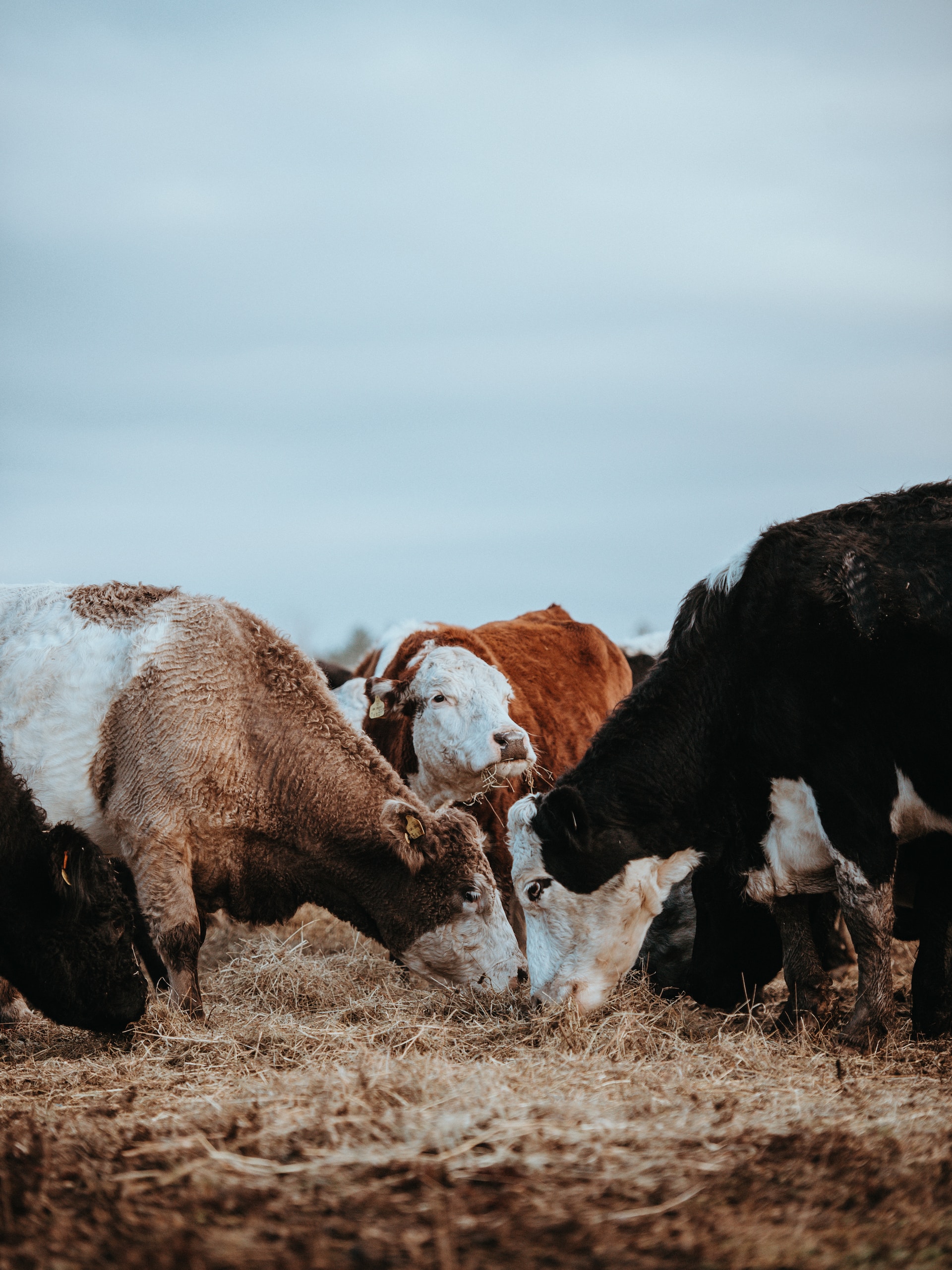 חיות בחווה – איזה אוכל מתאים להם?