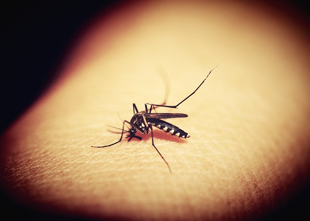 עיריית קרית אתא מבצעת מבצע הדברת יתושים בכל רחבי העיר