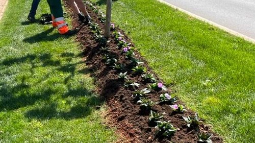 SADNJA PROLJETNOG CVIJEĆA