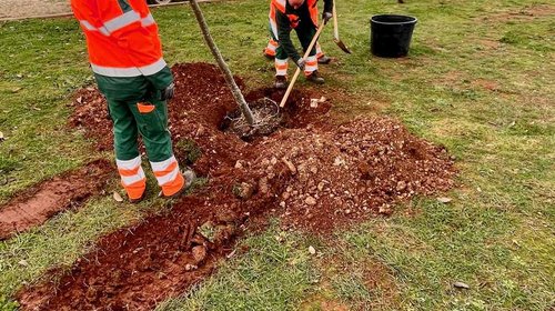 SADNJA STABALA U SKLOPU AKCIJE "ZASADI STABLO, NE BUDI PANJ!"