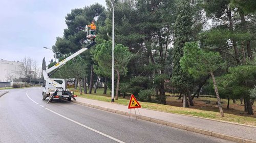 UKLANJANJE GNIJEZDA BOROVOG ČETNJAKA