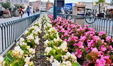 SADNJA LJETNOG CVIJEĆA