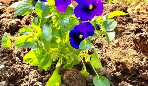 SADNJA JESENSKOG CVIJEĆA