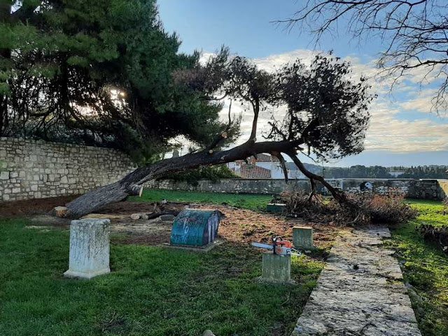 UKLANJANJE SUHOG BORA NA MONTE