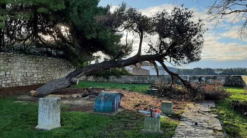 UKLANJANJE SUHOG BORA NA MONTE